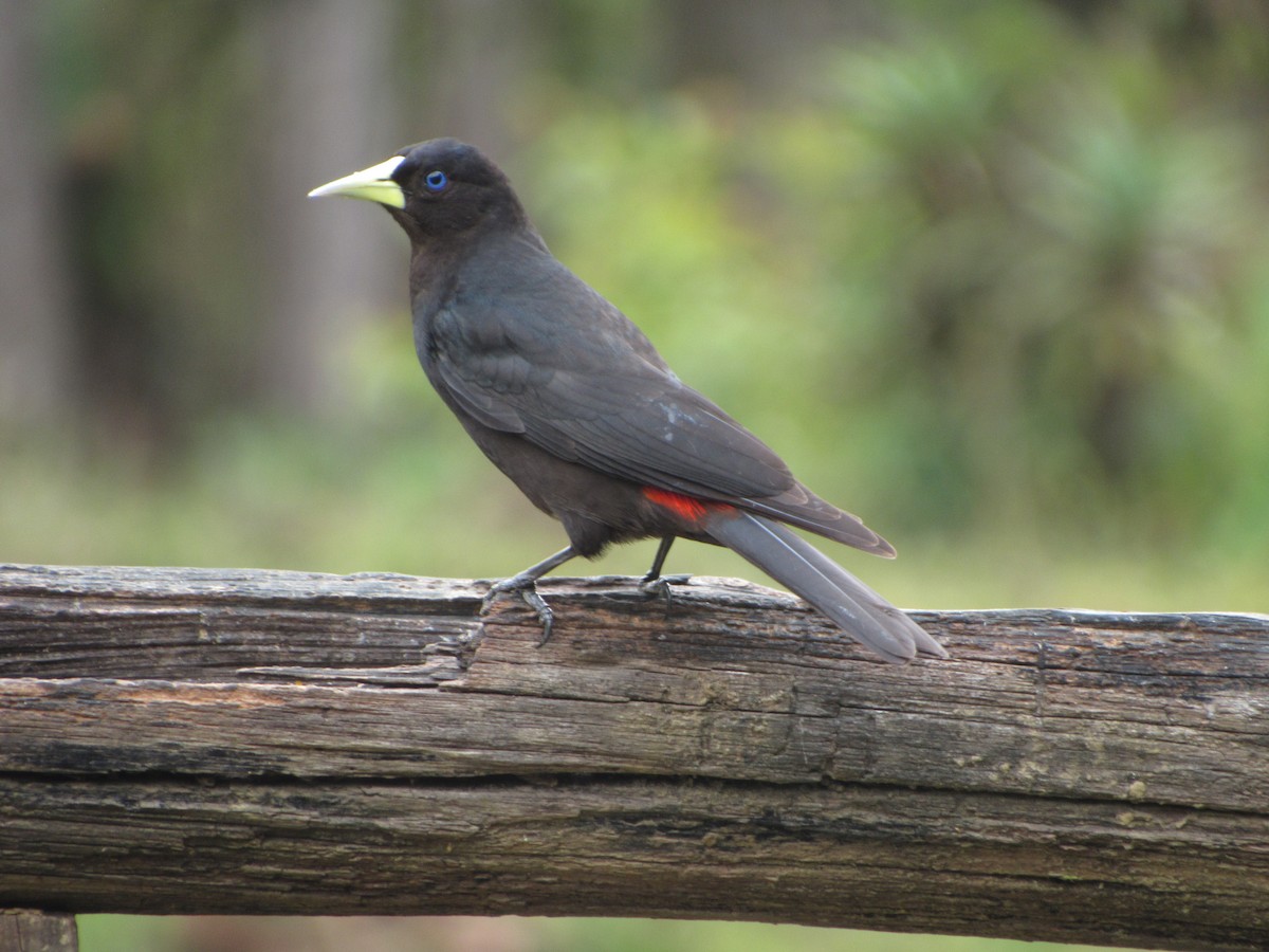 Red-rumped Cacique - ML643722135