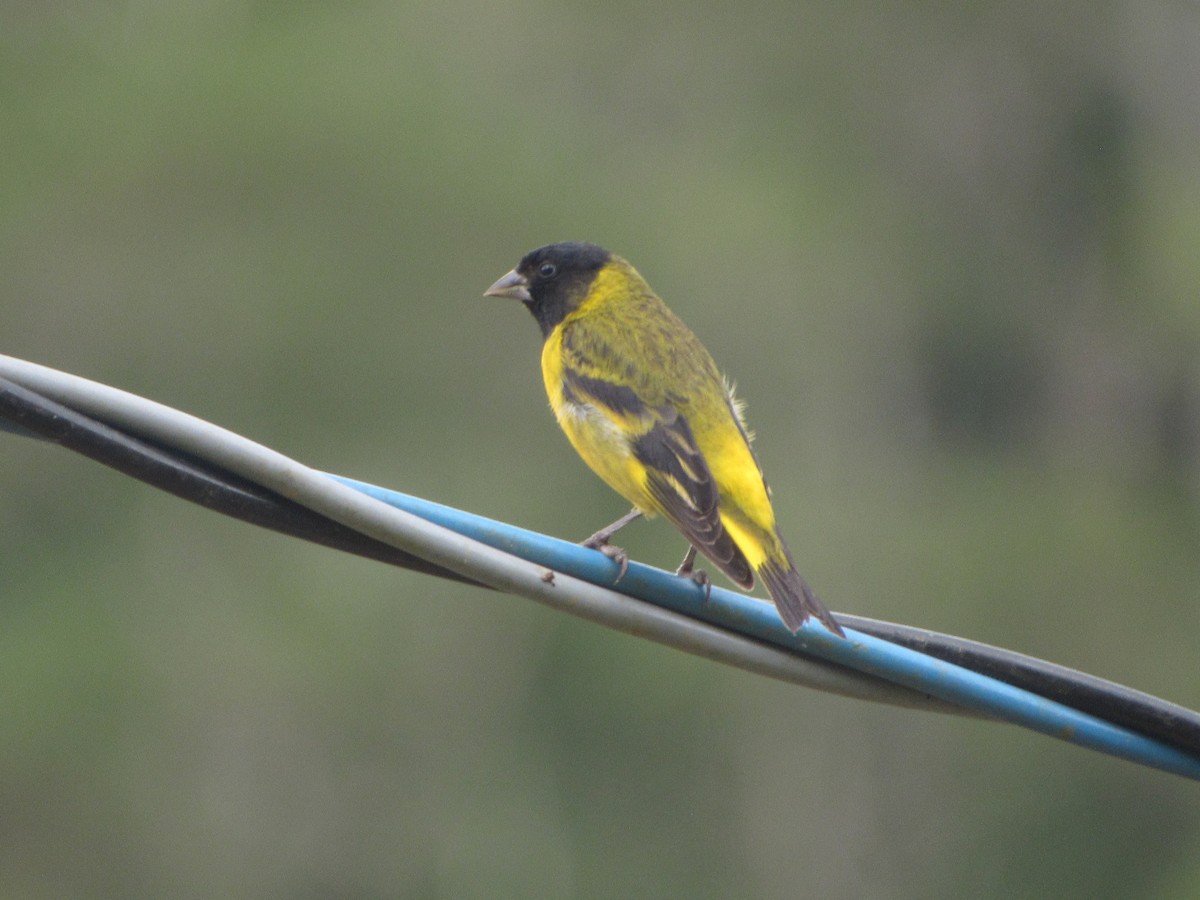 Hooded Siskin - ML643722146