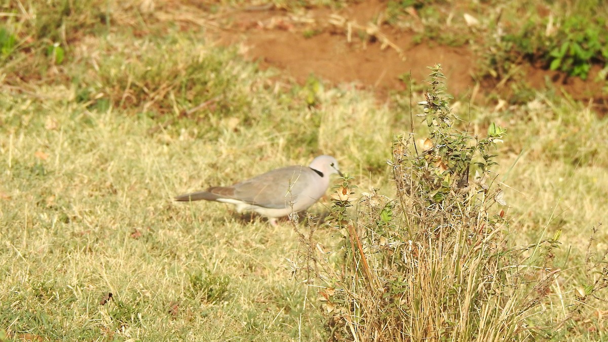 Ring-necked Dove - ML643722148