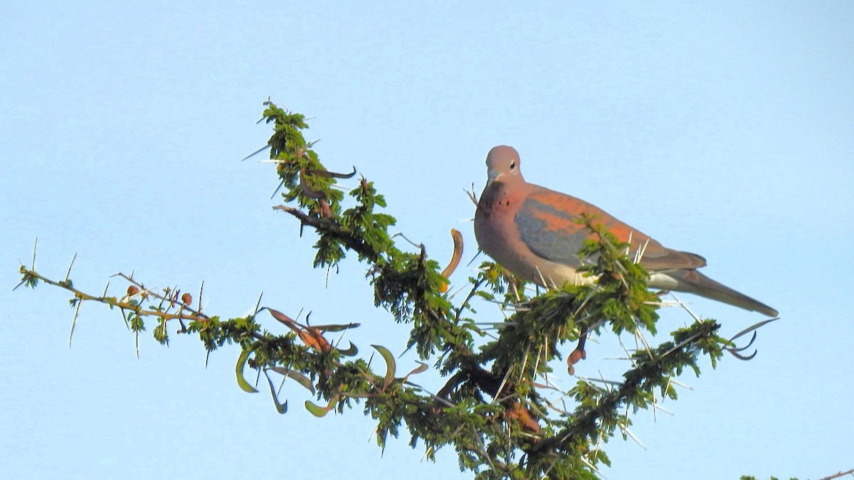 Laughing Dove - ML643722181