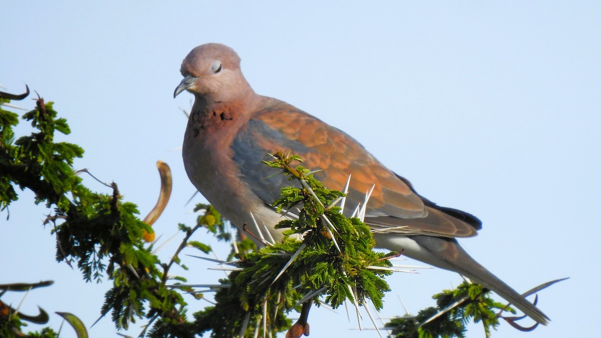 Laughing Dove - ML643722182