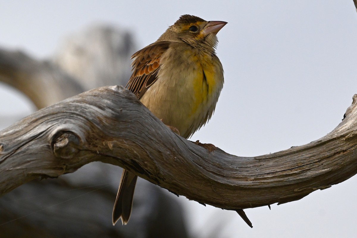 Dickcissel - ML643722183