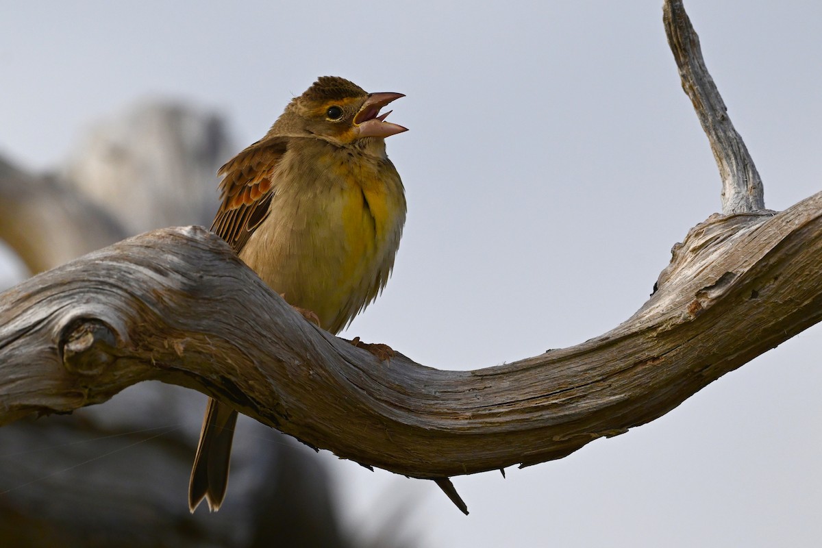 Dickcissel - ML643722184