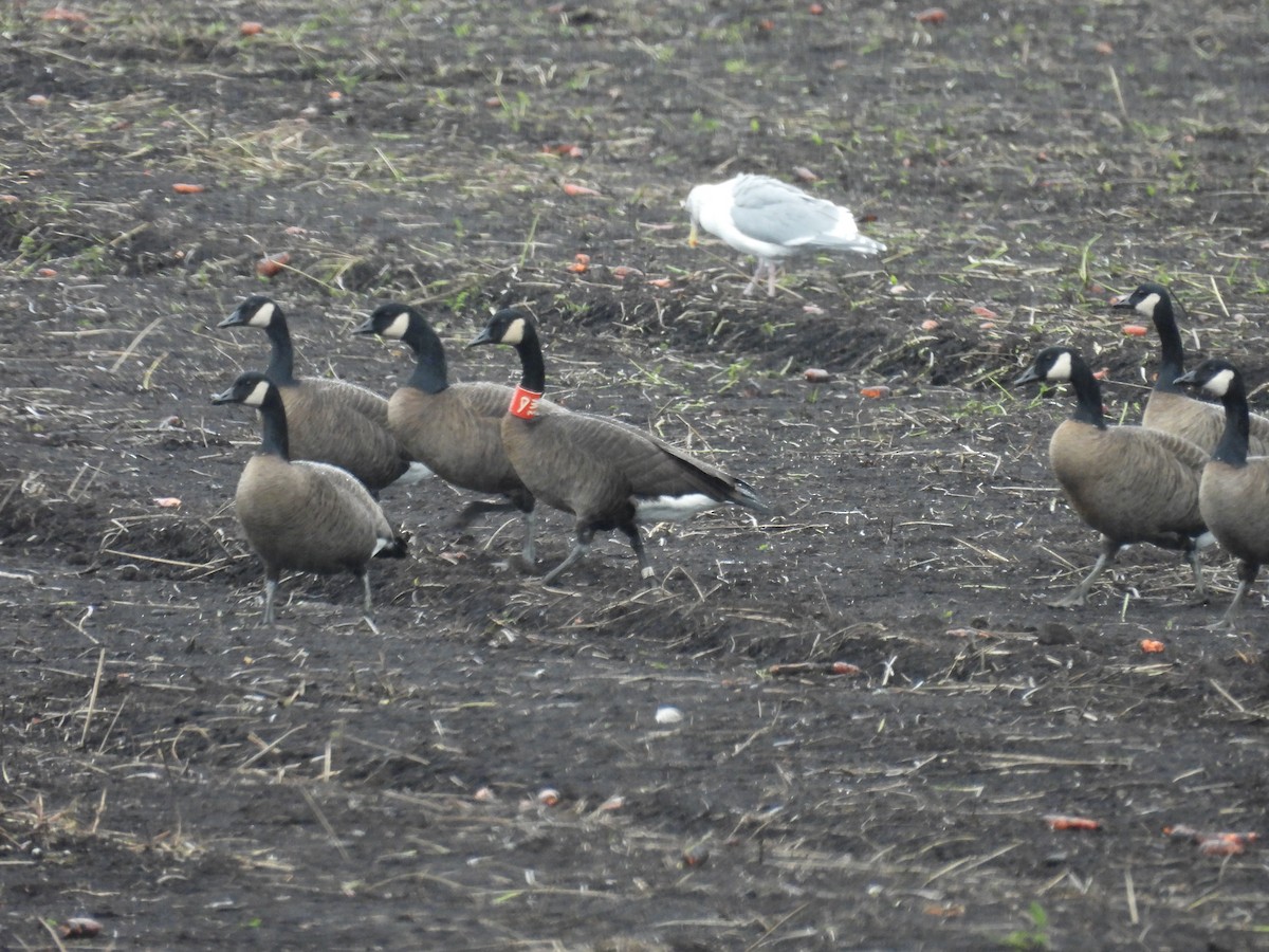 Canada Goose (occidentalis/fulva) - ML643722198