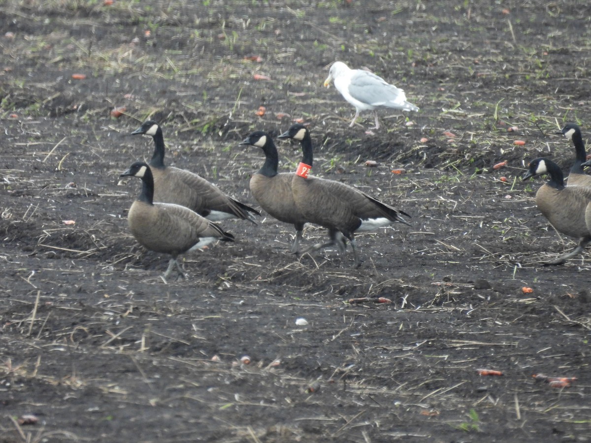 Canada Goose (occidentalis/fulva) - ML643722199