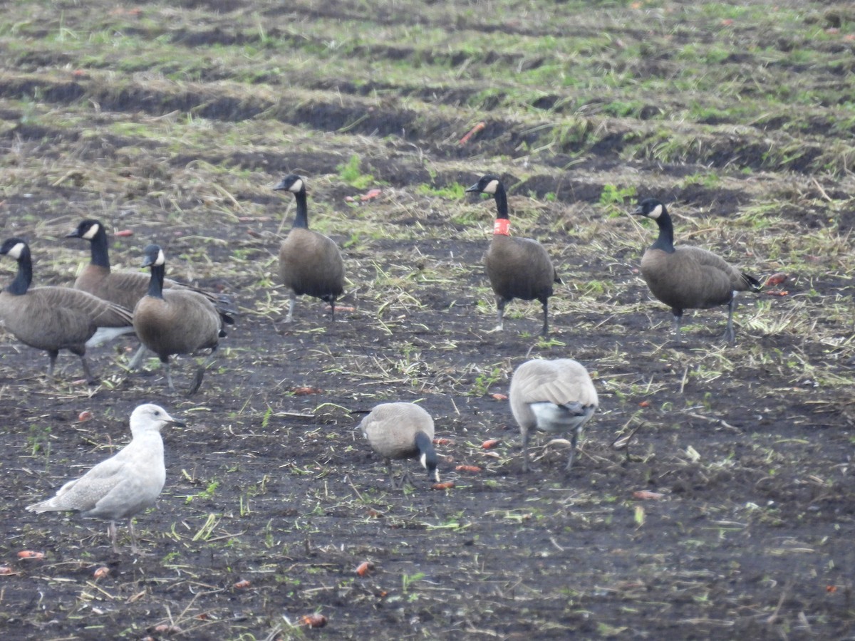 Canada Goose (occidentalis/fulva) - ML643722200
