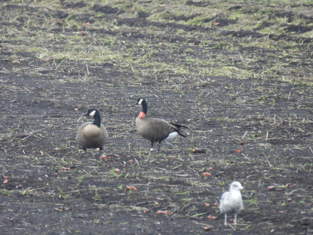 Canada Goose (occidentalis/fulva) - ML643722201