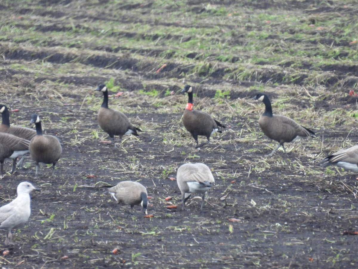 Canada Goose (occidentalis/fulva) - ML643722202