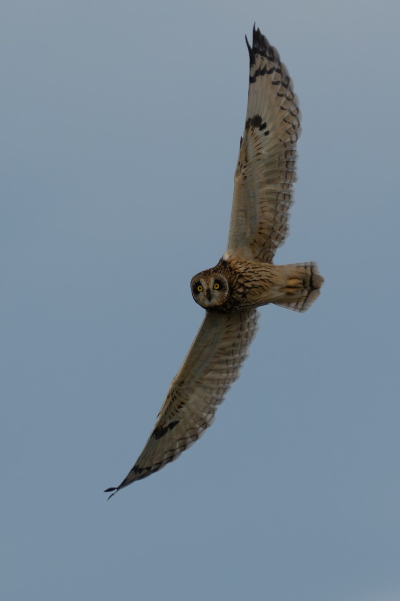 短耳鴞(flammeus) - ML643722205