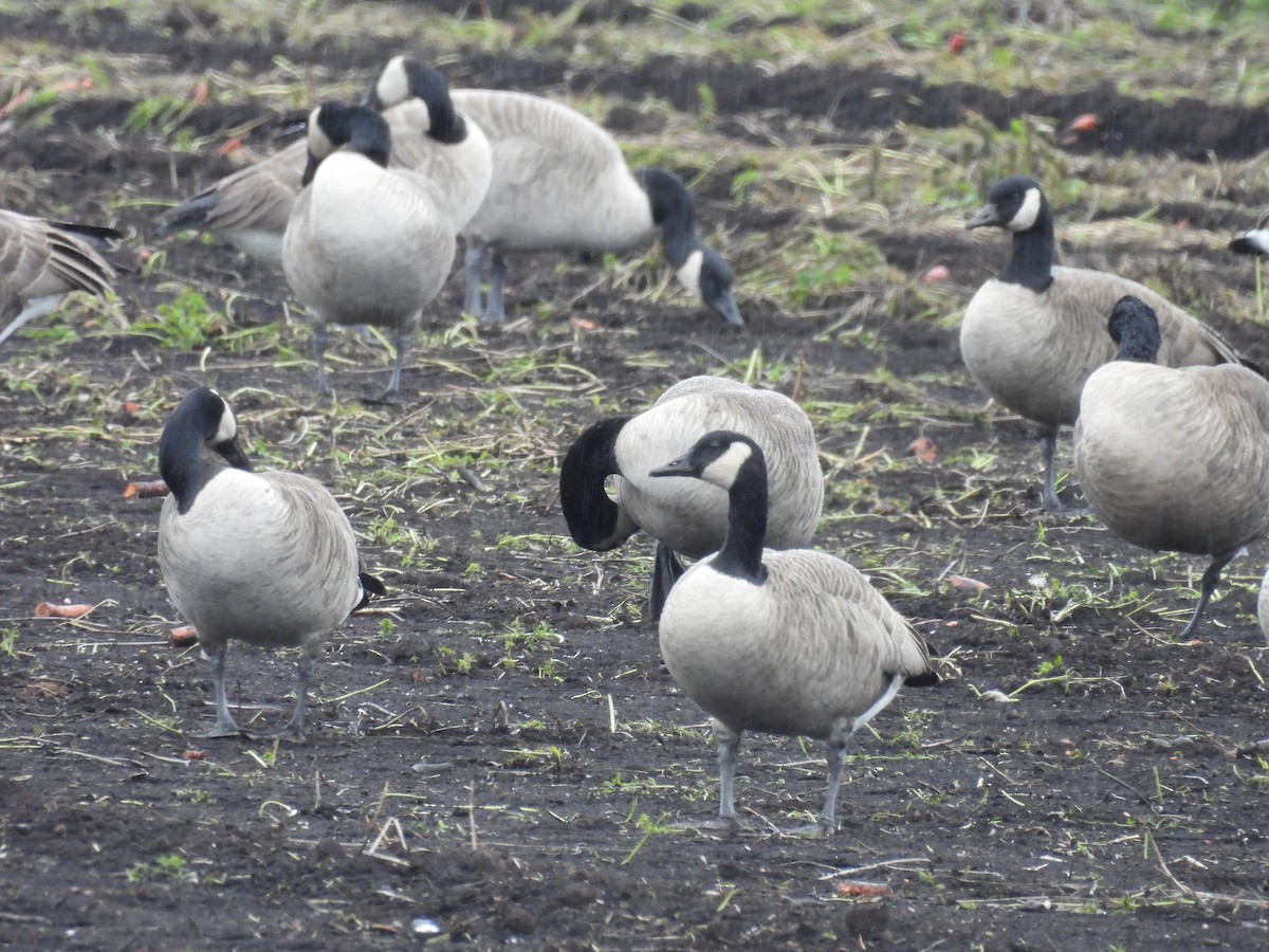 Canada Goose - ML643722220