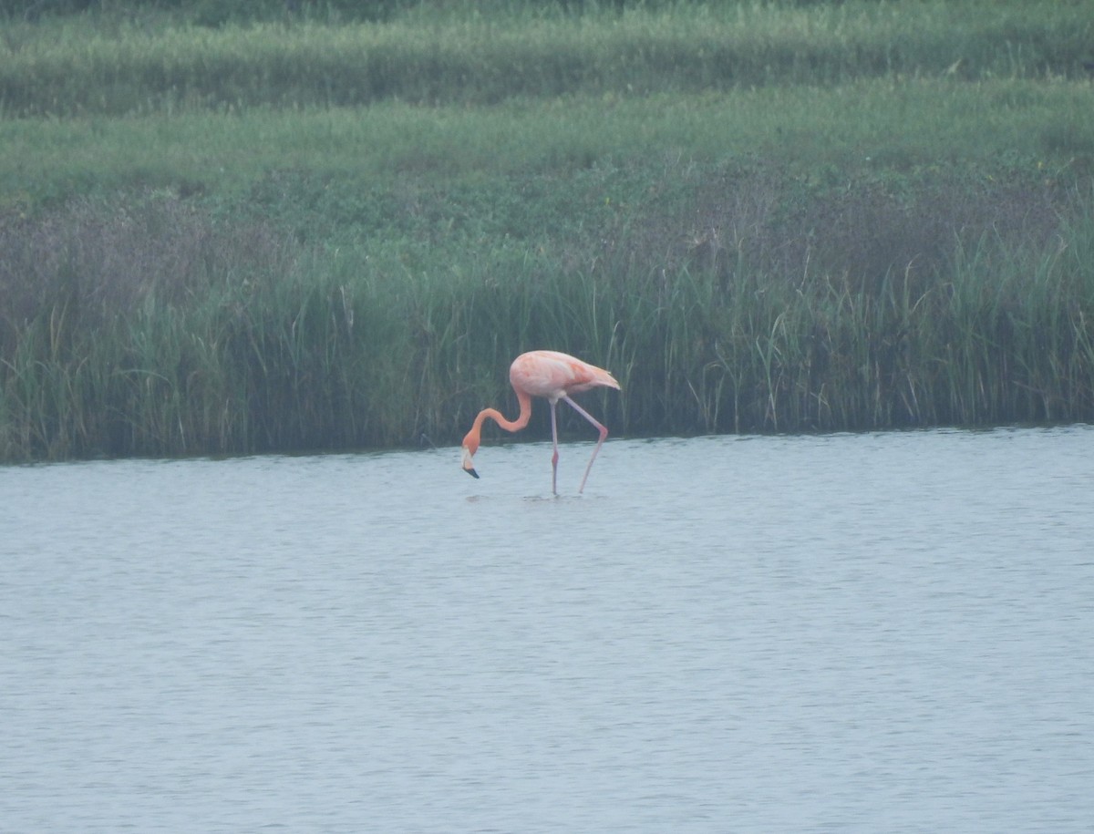 American Flamingo - ML643722228