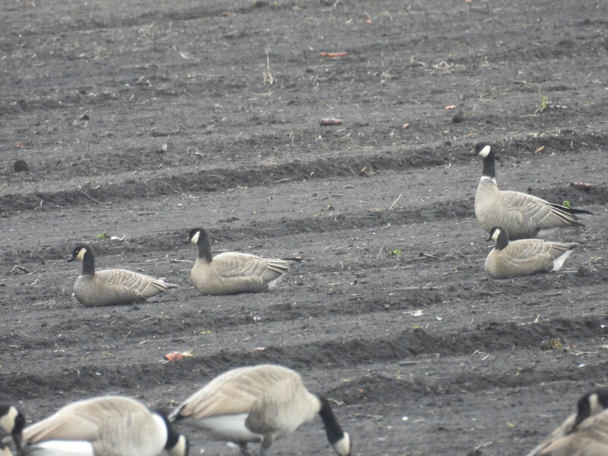 Cackling Goose - ML643722229