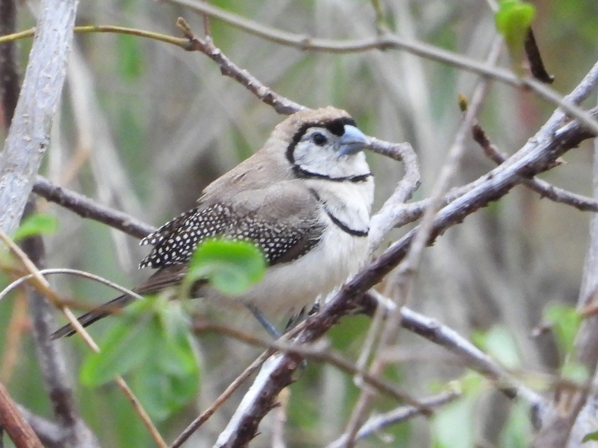 Double-barred Finch - ML643722232
