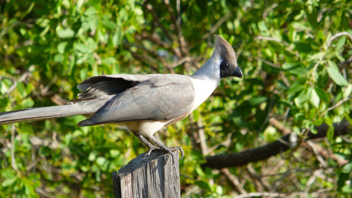 Bare-faced Go-away-bird - ML643722233