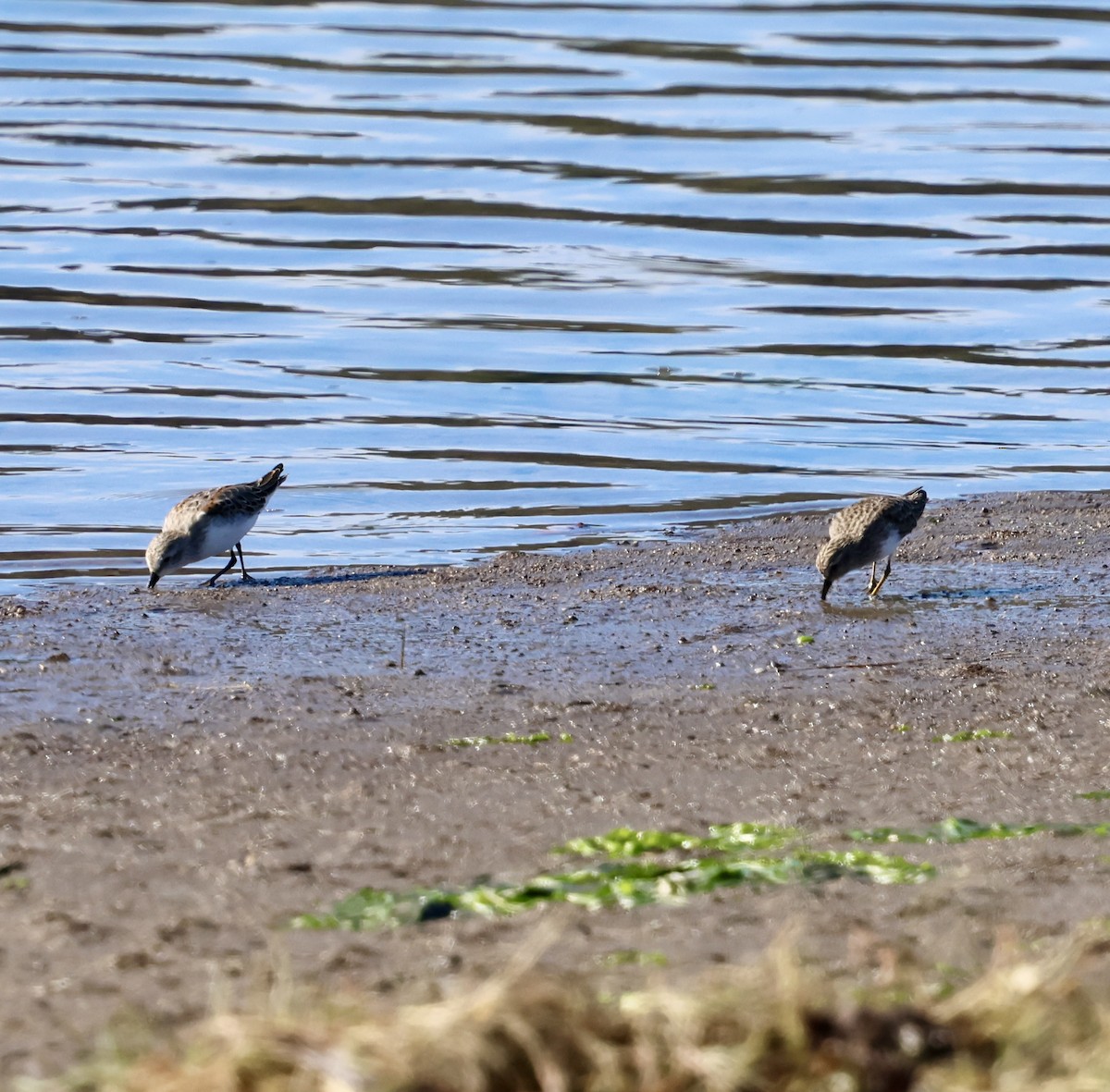 Least Sandpiper - ML643722237