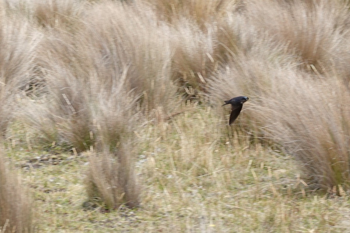 Brown-bellied Swallow - ML643722245