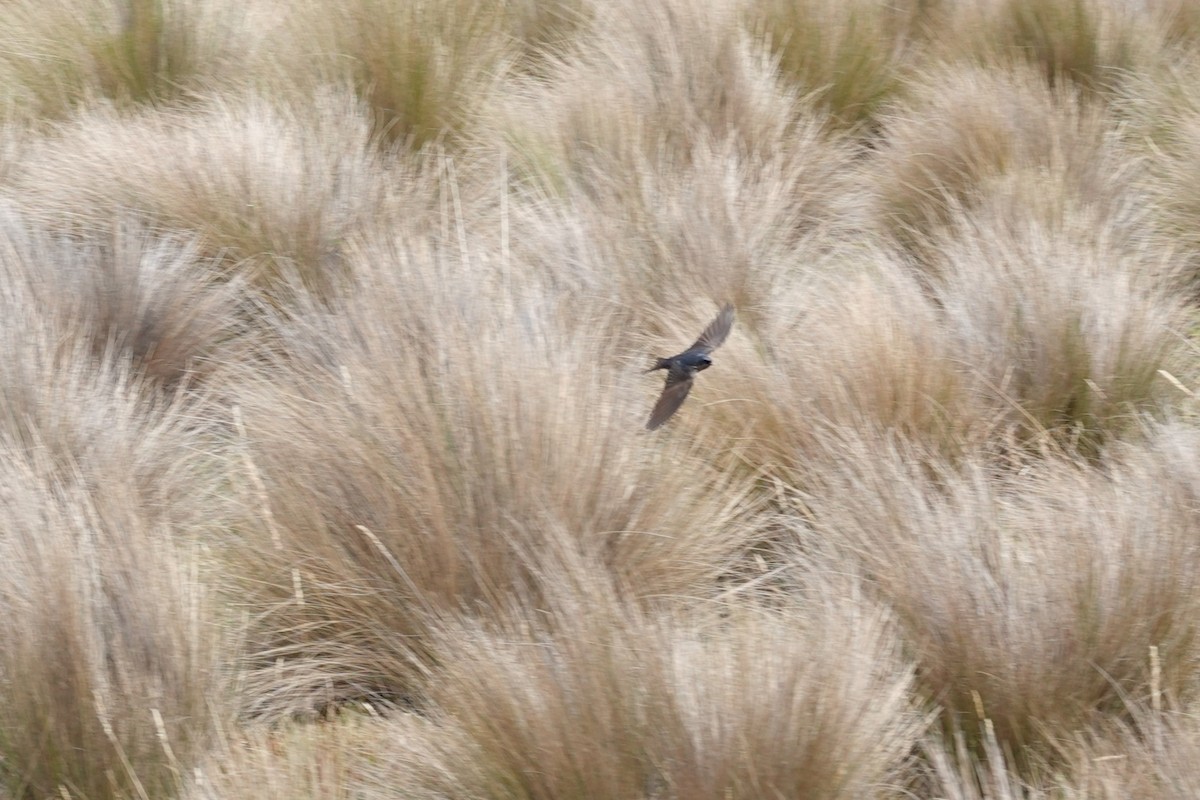 Brown-bellied Swallow - ML643722246