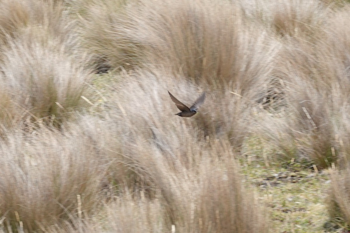 Brown-bellied Swallow - ML643722247
