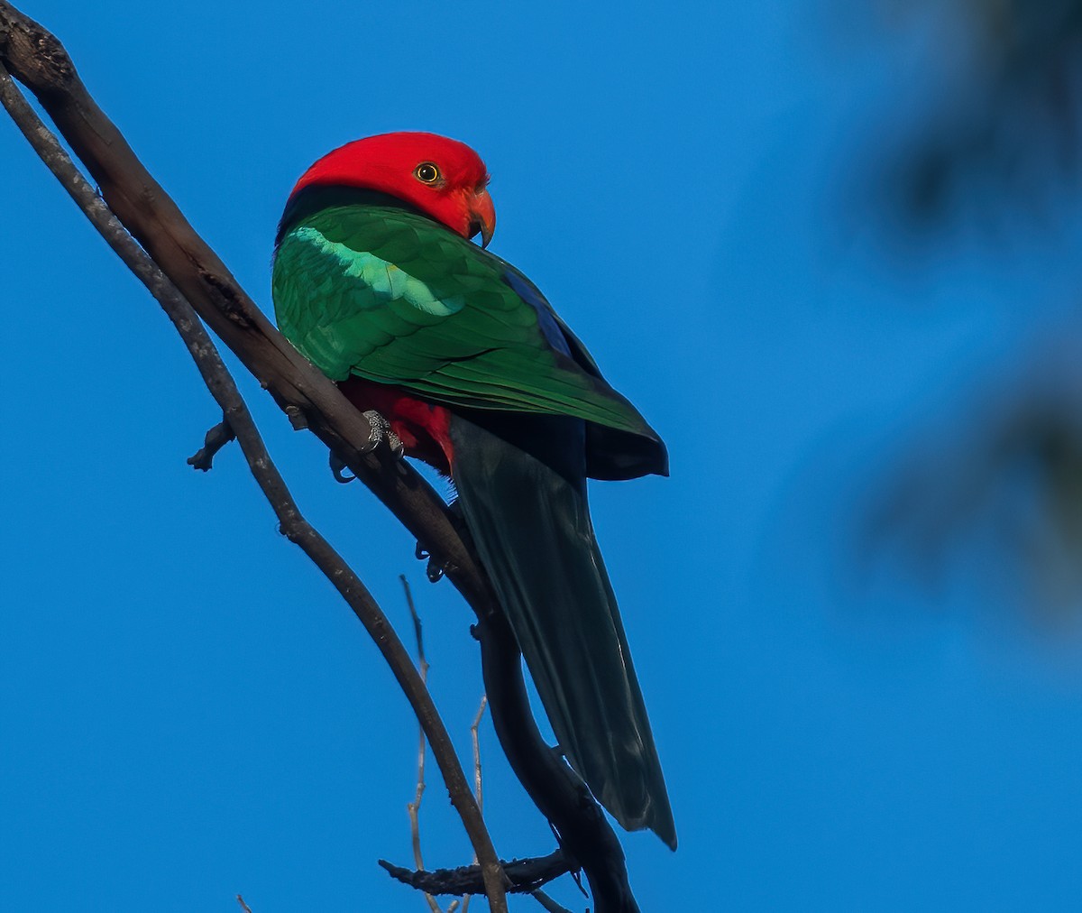 Australian King-Parrot - ML643722266