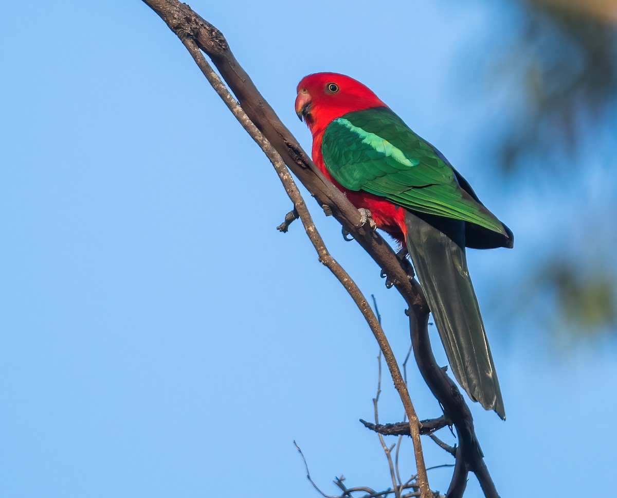 Australian King-Parrot - ML643722267