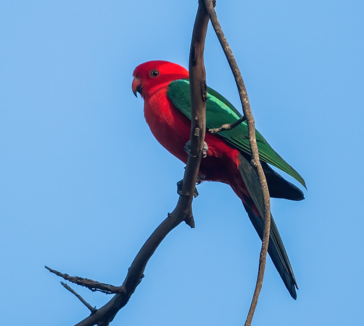 Australian King-Parrot - ML643722268
