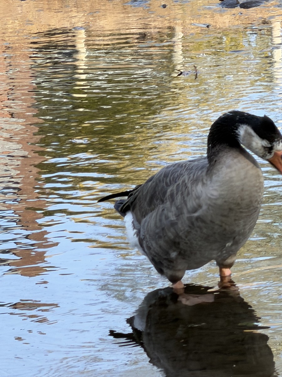 husa velká x berneška velká (hybrid) - ML643722304