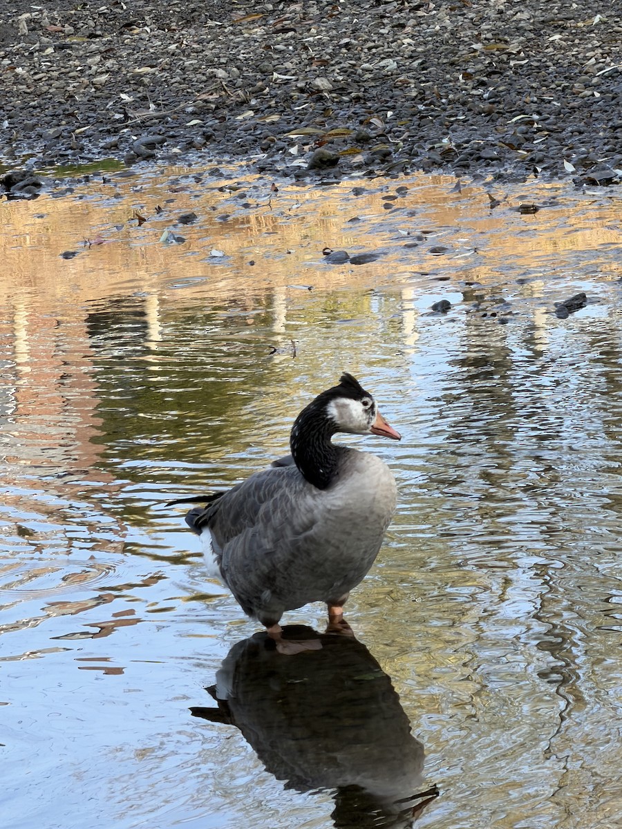 husa velká x berneška velká (hybrid) - ML643722305