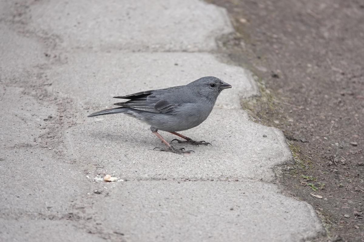 Plumbeous Sierra Finch - ML643722308