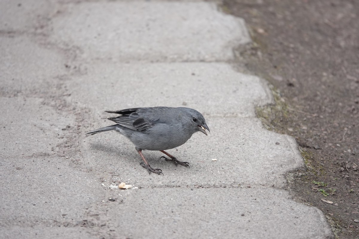Plumbeous Sierra Finch - ML643722311