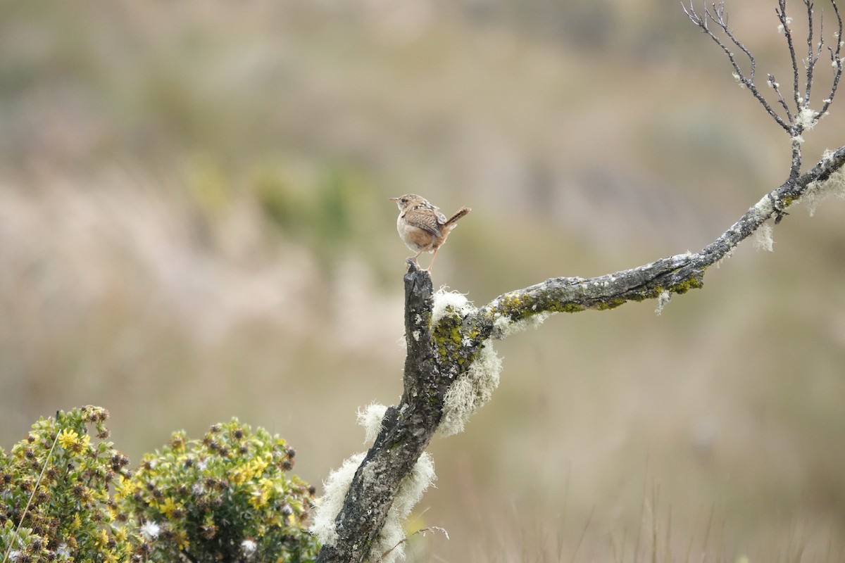 Grass Wren (Paramo) - ML643722325