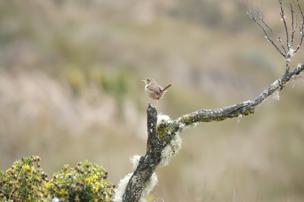 Grass Wren (Paramo) - ML643722333