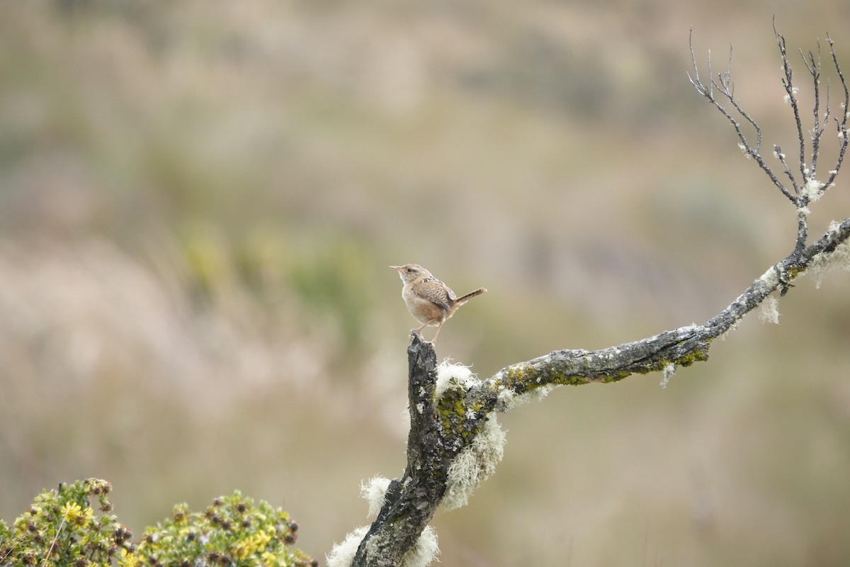 Grass Wren (Paramo) - ML643722340