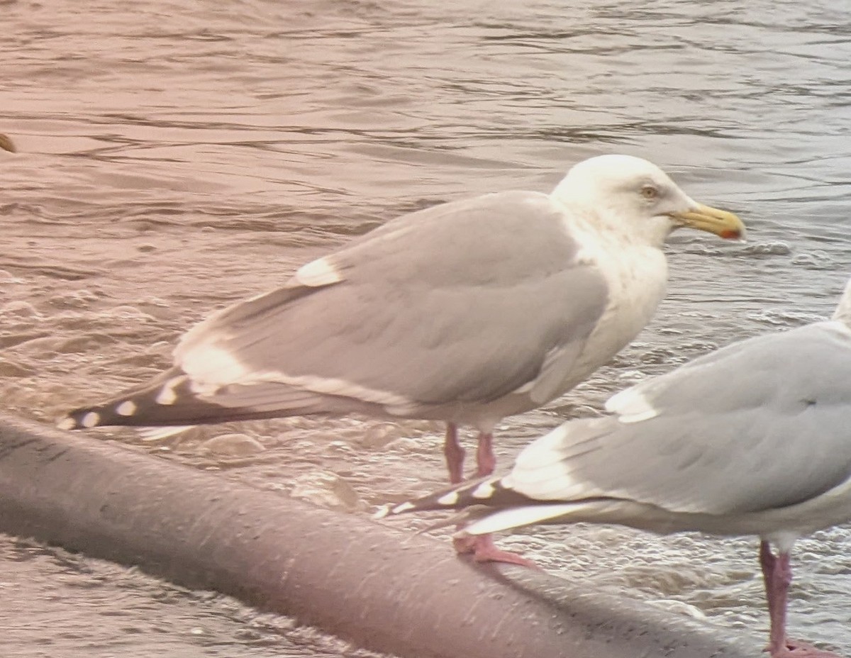 American Herring x Glaucous-winged Gull (hybrid) - ML643722342
