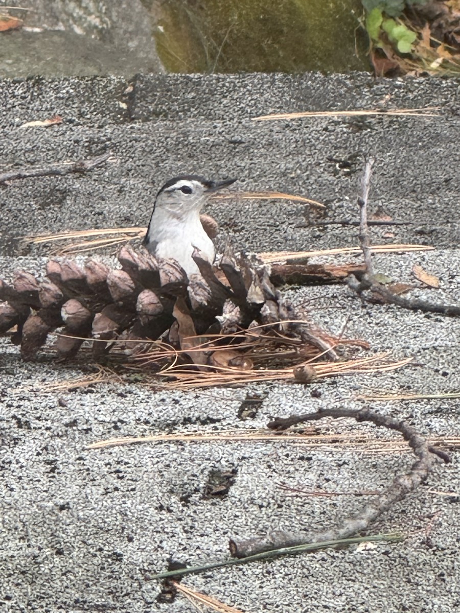 White-breasted Nuthatch - ML643722347