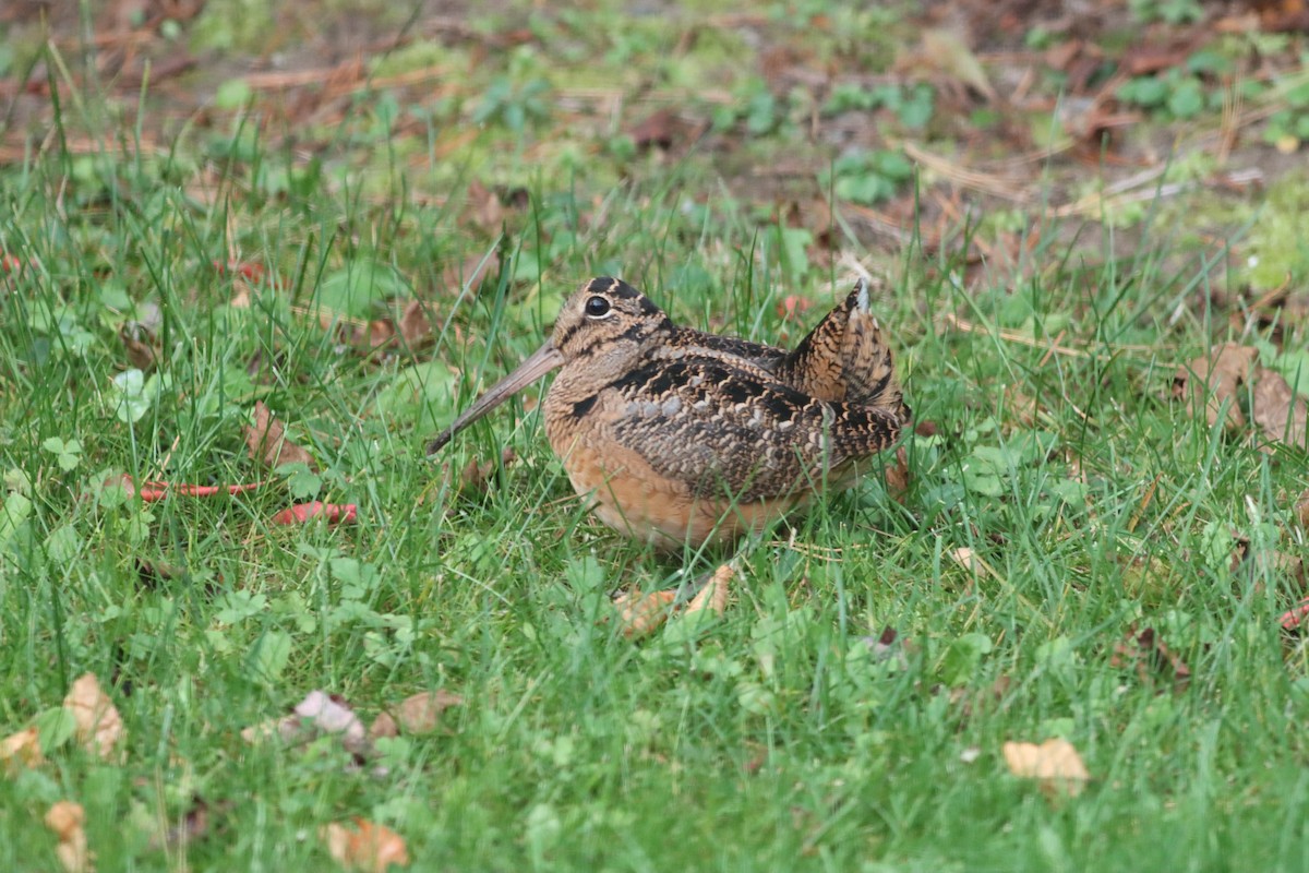 American Woodcock - ML643722348