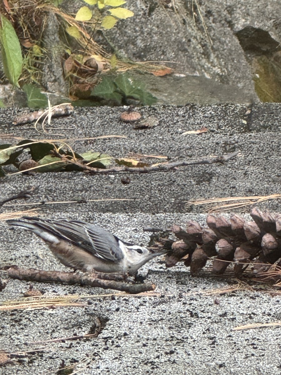 White-breasted Nuthatch - ML643722355