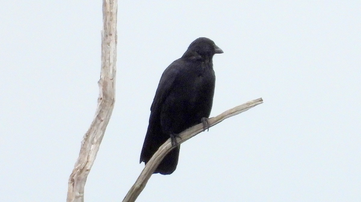 Хар хэрээ - ML643722360