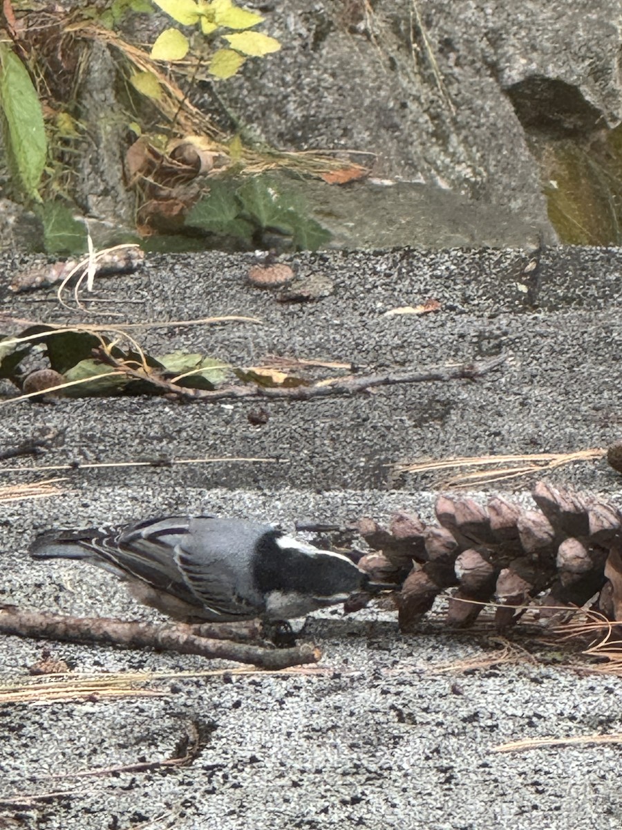 White-breasted Nuthatch - ML643722361