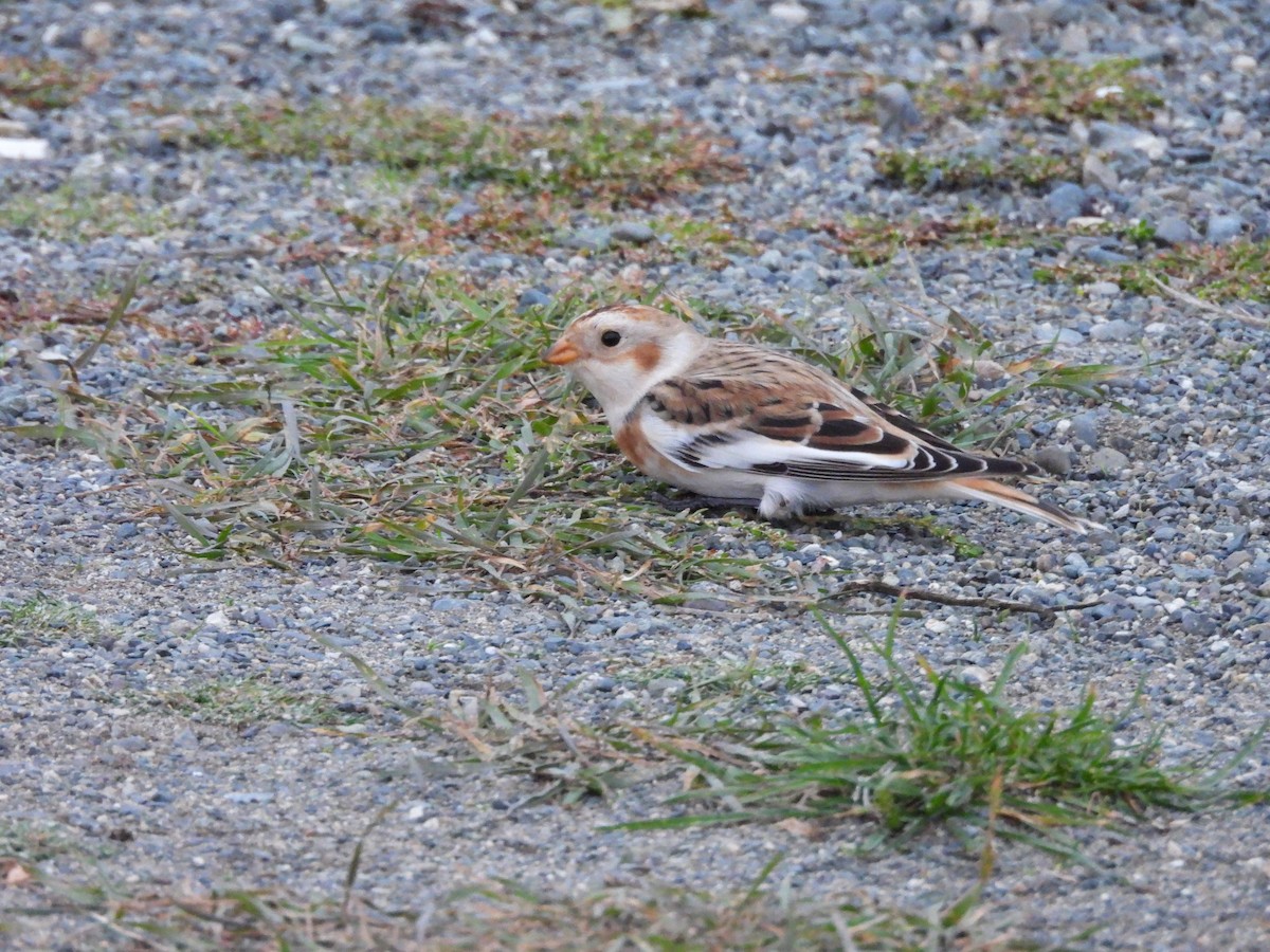 Snow Bunting - ML643722362