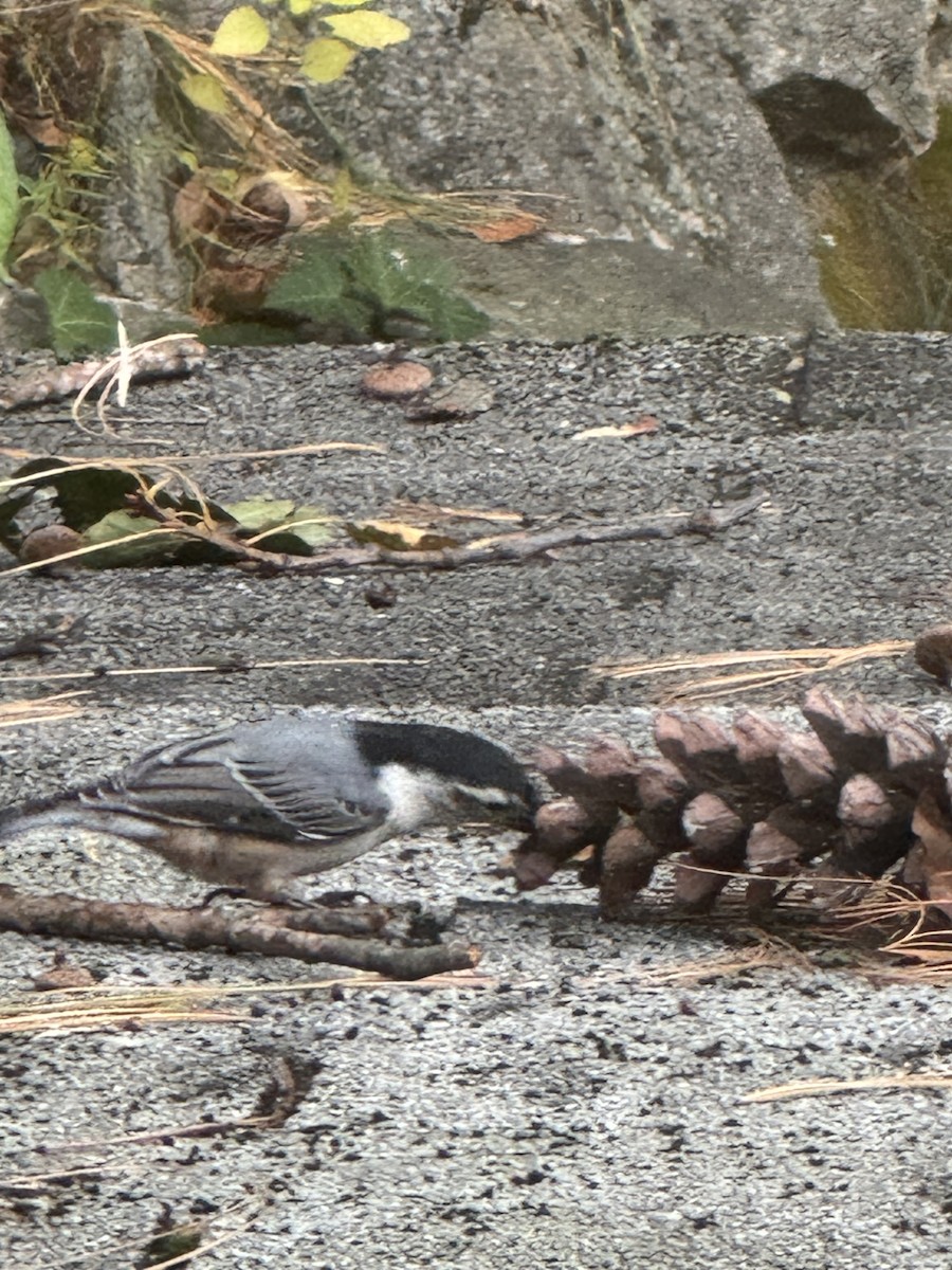 White-breasted Nuthatch - ML643722369