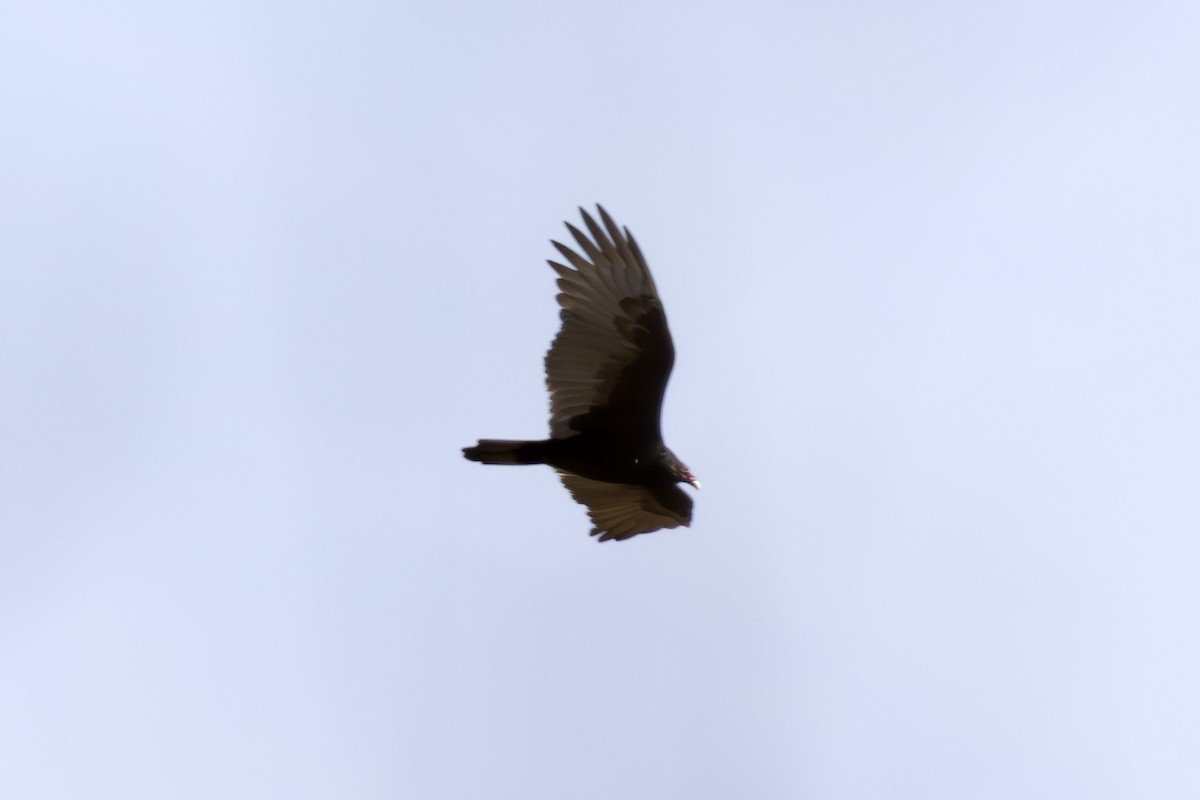 Turkey Vulture - ML643722375