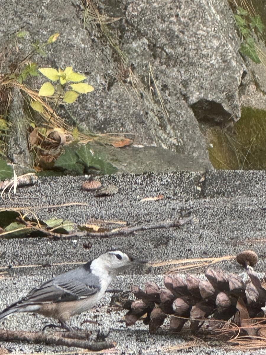 White-breasted Nuthatch - ML643722378