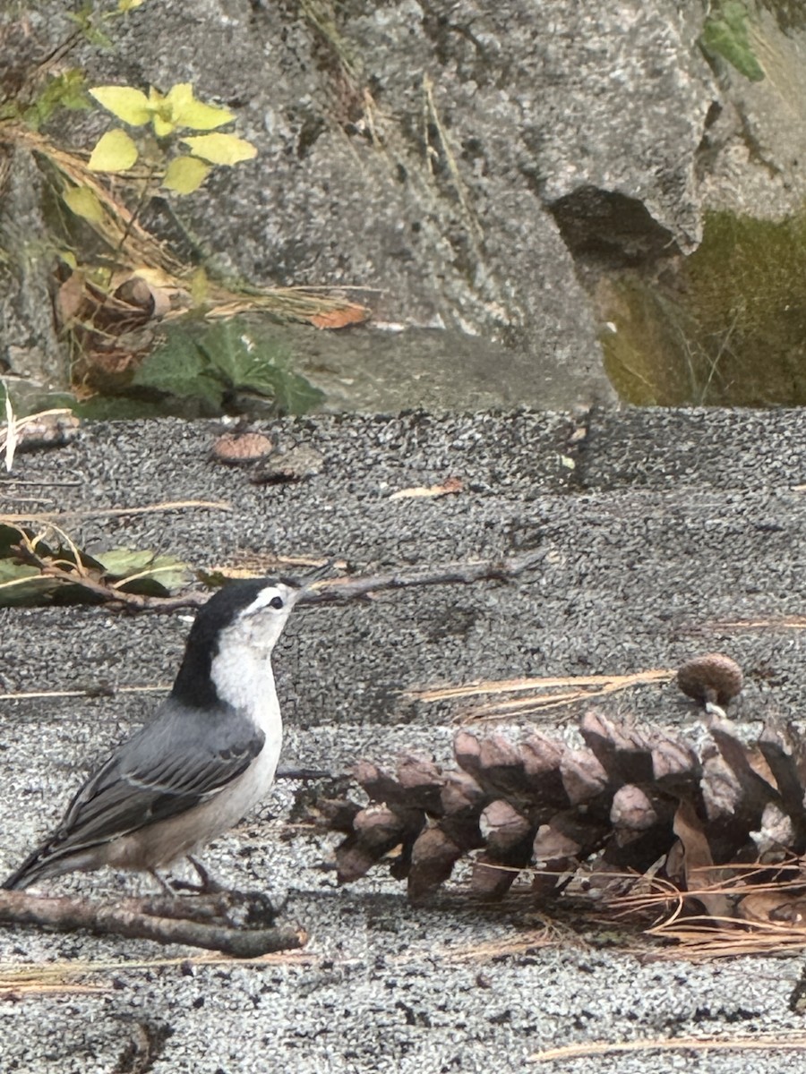 White-breasted Nuthatch - ML643722384