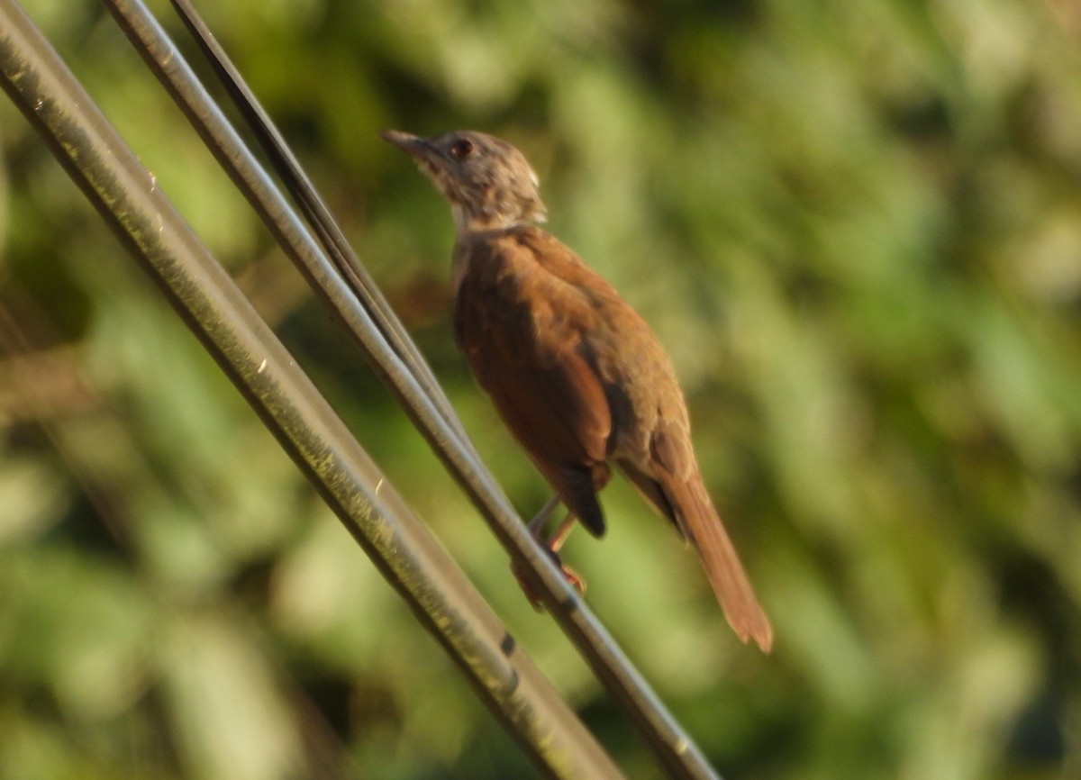 Pale-breasted Thrush - ML643722385