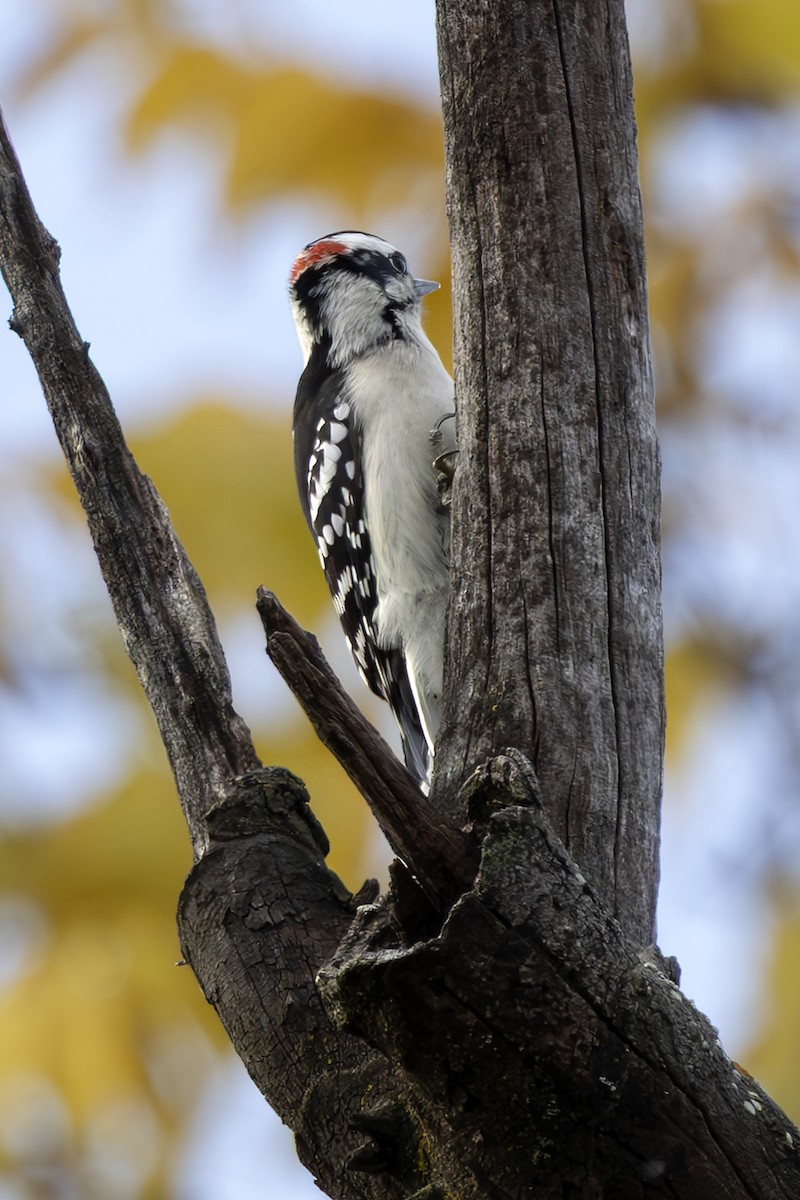 Downy Woodpecker - ML643722390