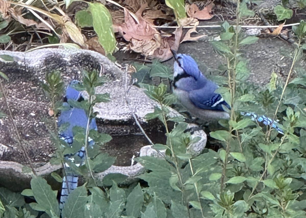 Blue Jay - ML643722391