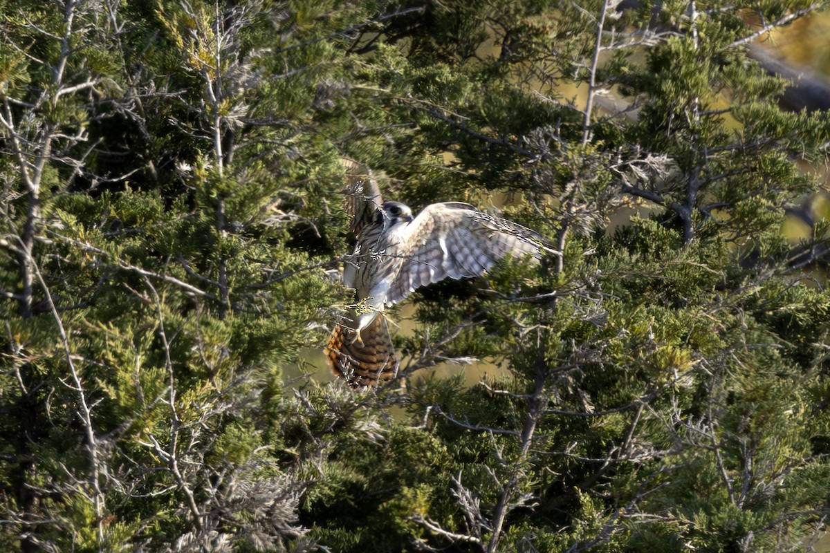 American Kestrel - ML643722396