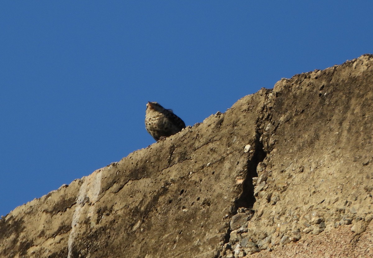 Stripe-backed Wren - ML643722407