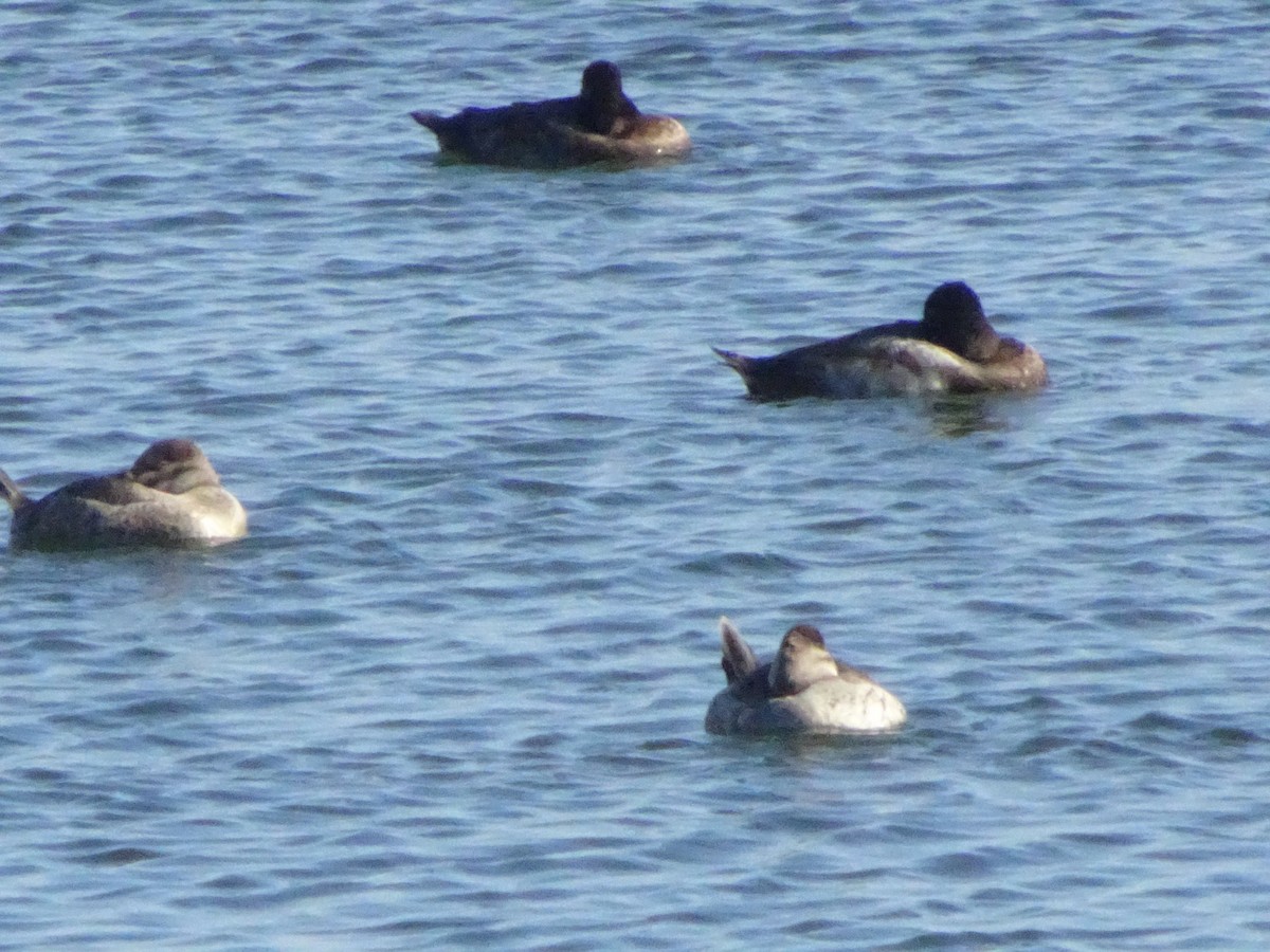 Greater/Lesser Scaup - ML643722410