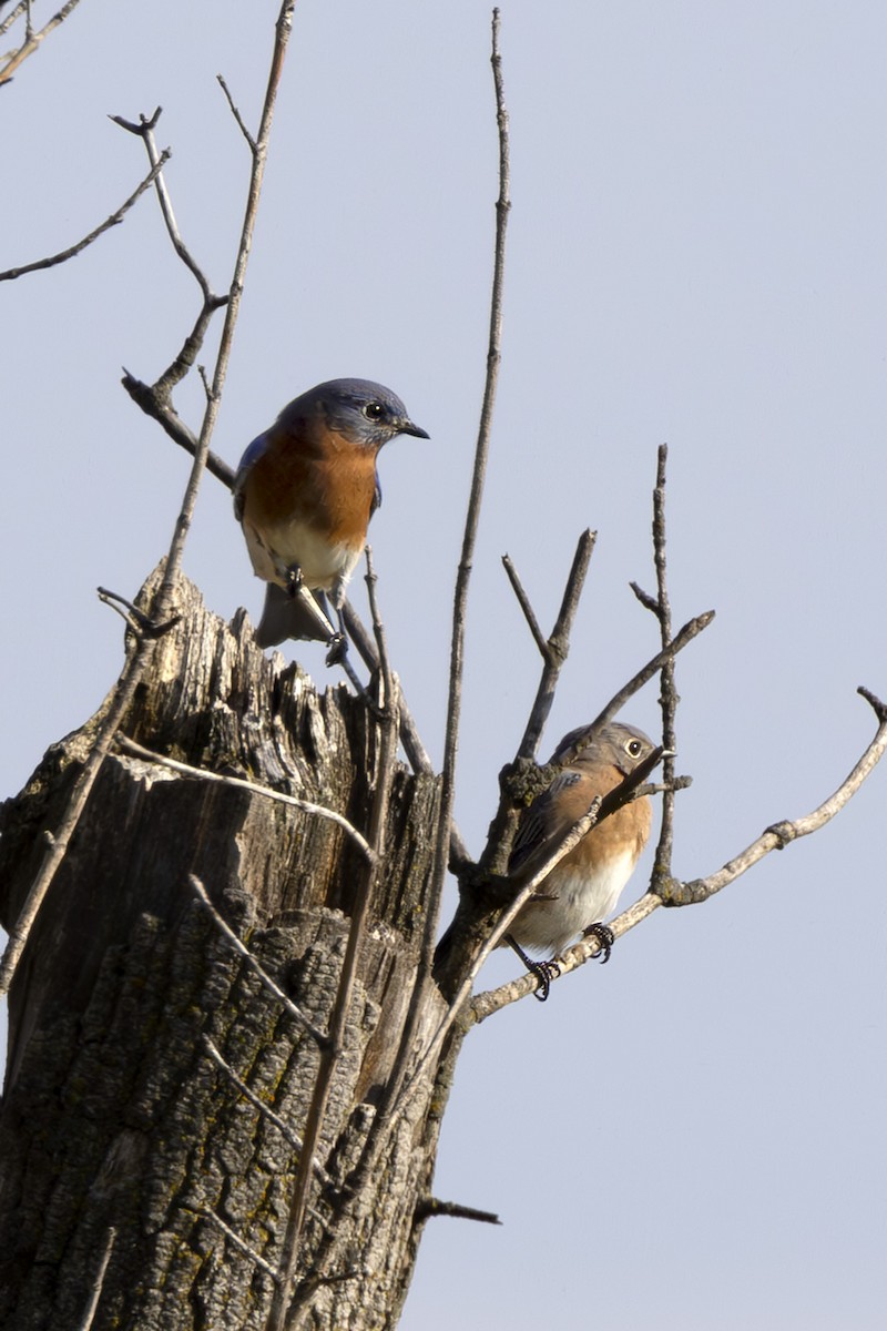 Eastern Bluebird - ML643722413